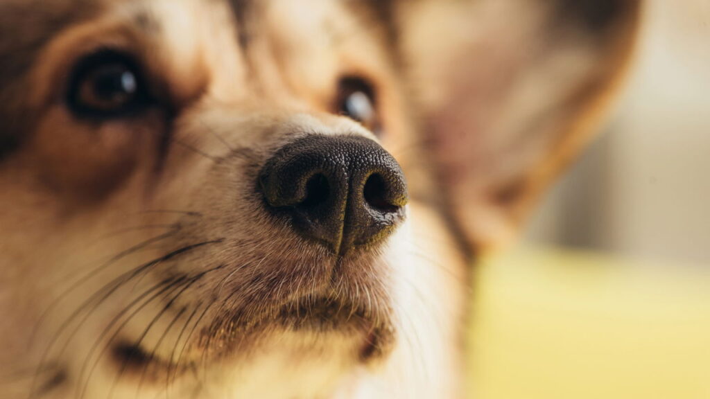 5 sinais que mostram que seu cachorro está ficando velho