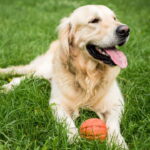 5 sinais que mostram que seu cachorro está ficando velho