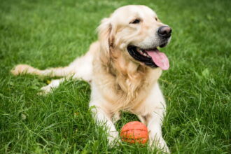 5 sinais que mostram que seu cachorro está ficando velho