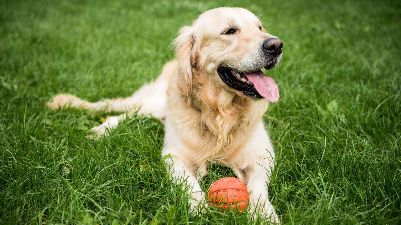 5 sinais que mostram que seu cachorro está ficando velho